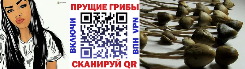 Галлюциногенные грибы Cubensis как найти Каргополь